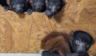 Quadrigêmeos raros de espécie ameaçada nascem; veja imagens