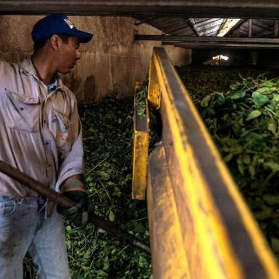 Migrantes vão ao Brasil e pressionam produtores de erva-mate na Argentina