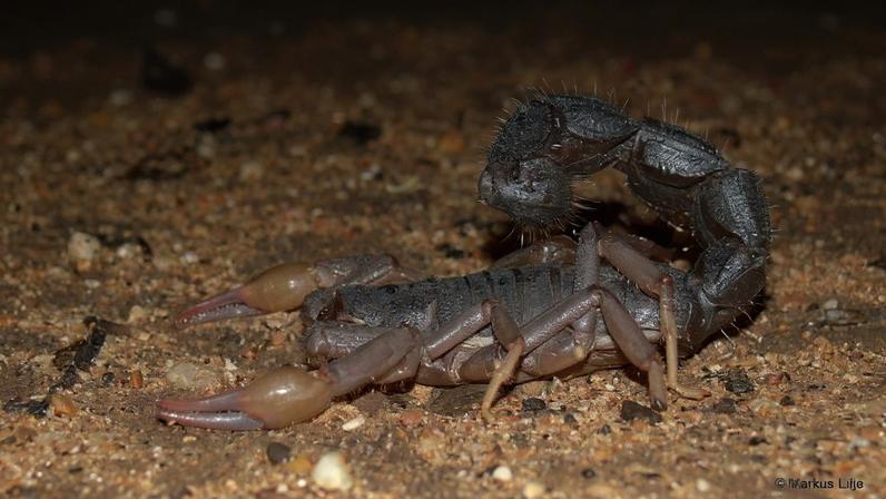 Transvaal Thicktail Scorpion (Parabuthus transvaalicus) is one of the two venomous scorpion species in South Africa whose stings could be fatal to humans