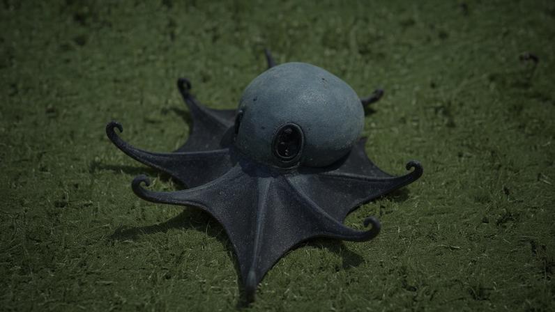 Nova espécie de polvo azul identificada em Galápagos do tamanho de bola de golfe
