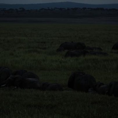 Retirada de elefantes africanos causa coextinção de escaravelhos