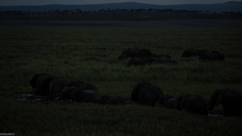 Retirada de elefantes africanos causa coextinção de escaravelhos