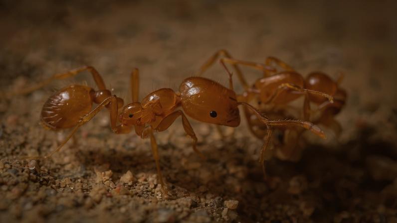 Tropical fire ants (Solenopsis geminata). Image by Francois Brassard.
