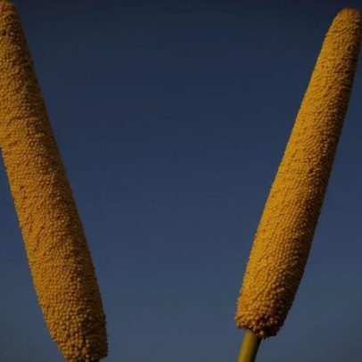 Cervejistas destacam confiabilidade de grãos de sorgo