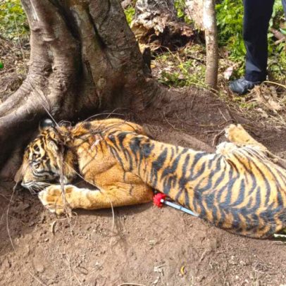 Sumatra: combate a armadilhas salva elefantes, ursos e tigre