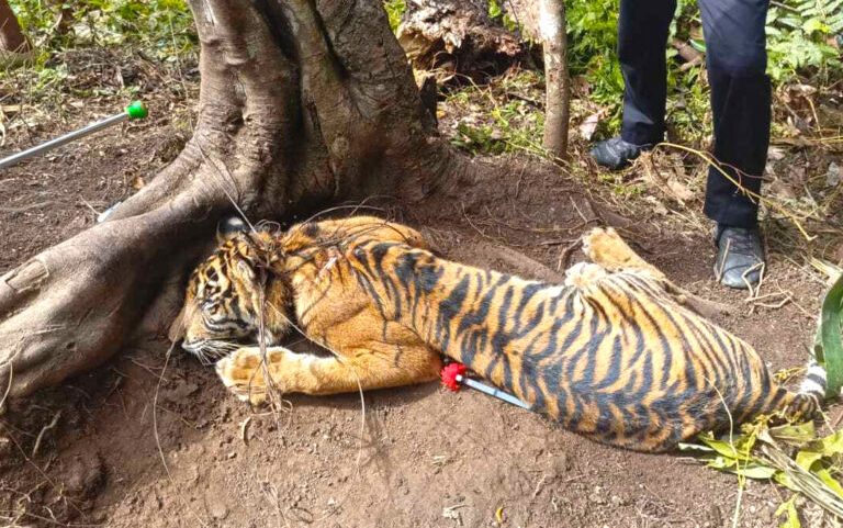 Sumatra: combate a armadilhas salva elefantes, ursos e tigre