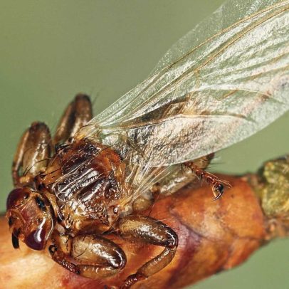 Mosca perde parte da visão ao encontrar hospedeiro, aponta estudo
