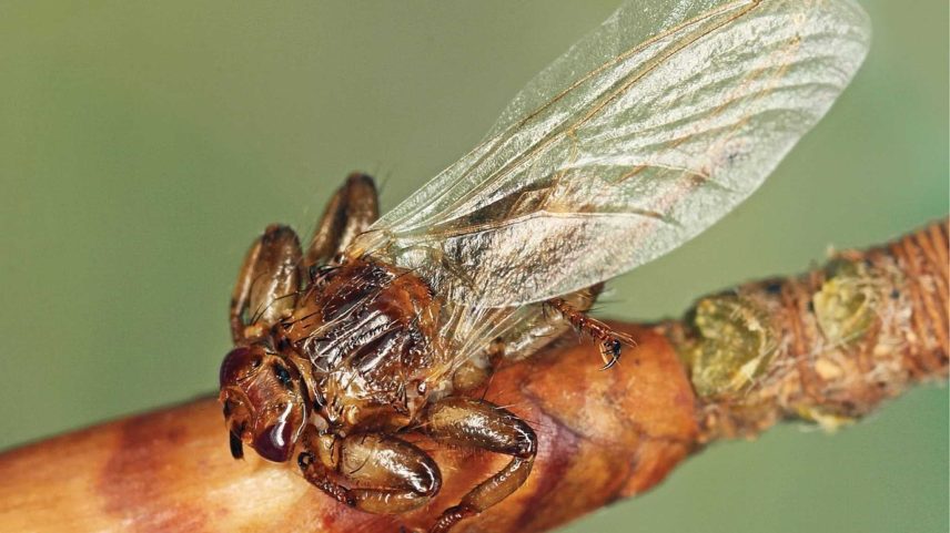 Mosca parasita reduz a própria visão após encontrar hospedeiro, revela estudo. (Imagem: Wikimedia Commons/ [J Roháček] Oboňa J, Sychra O – Licença CC BY-SA 4.0)