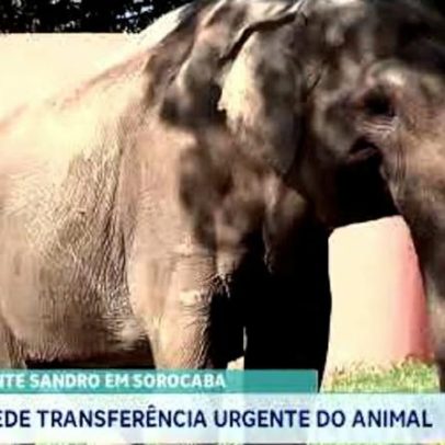 MP solicita transferência urgente do elefante Sandro em Sorocaba