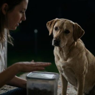 Cachorros detectam mentiras humanas, aponta estudo científico