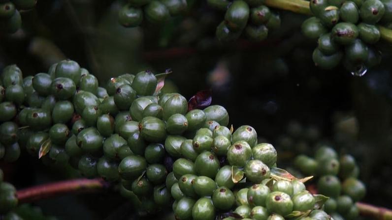 Planta do café