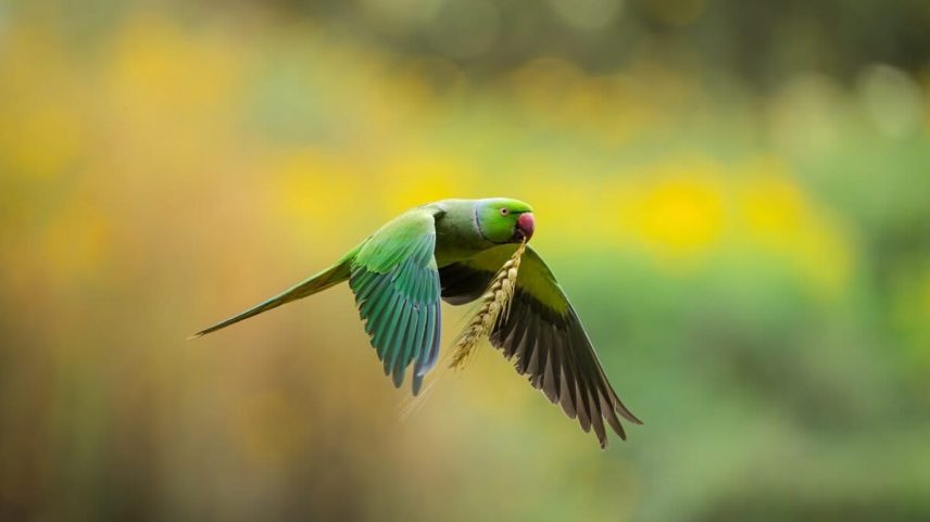 A rose-ringed parakeet carries a head of grain in Kathmandu Valley.