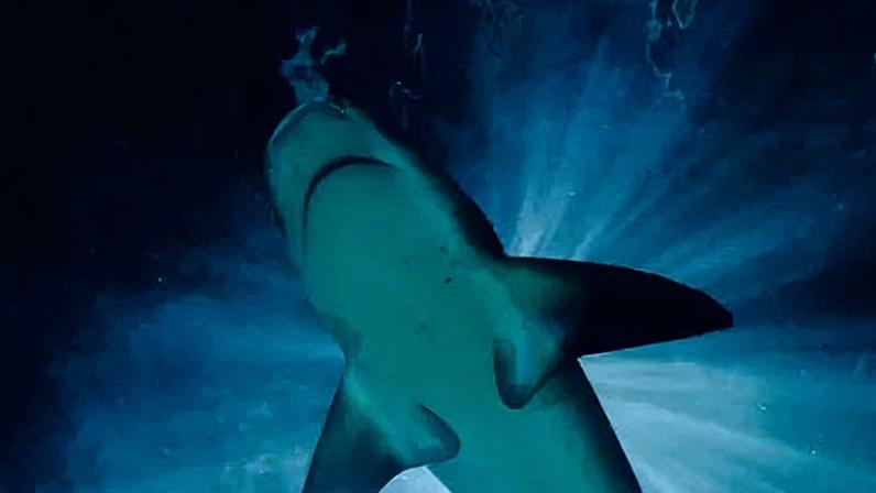 Ibama atualiza espécie de animais marinhos com risco de extinção