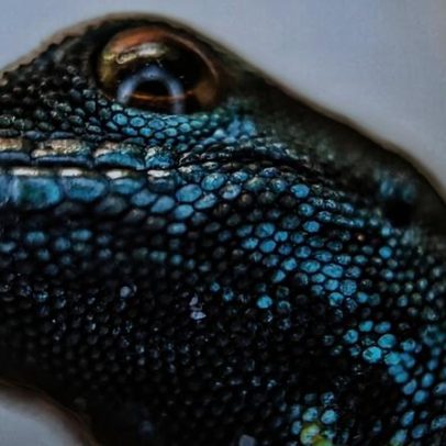 Proibições comerciais e conservação local ajudam a salvar geco azul