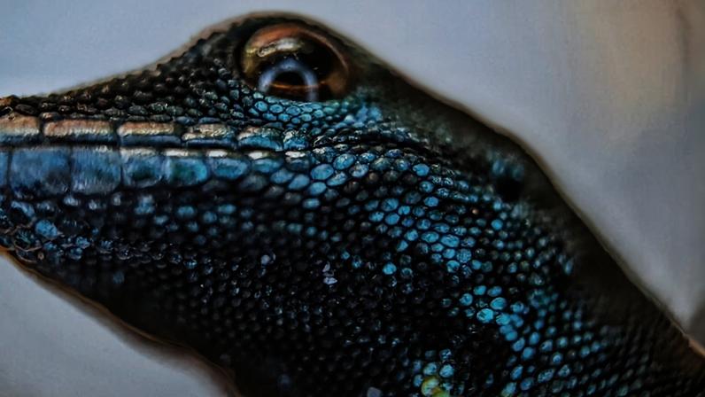 Proibições comerciais e conservação local ajudam a salvar geco azul