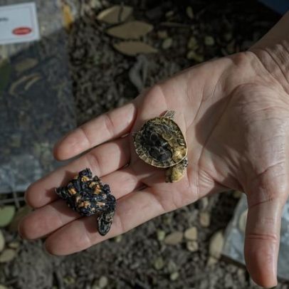Raposas treinadas na Austrália para evitar ninhos de tartarugas