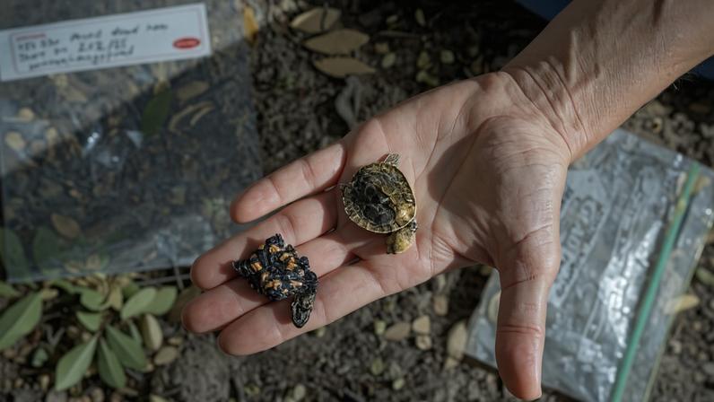 At the La Trobe University campus, Ligia Pizzatto sorts through frozen turtle specimens she has collected over the course of her fieldwork. Most are very young, found dead by Pizzatto or her team of students and volunteers. Image by Ana Norman Bermudez.