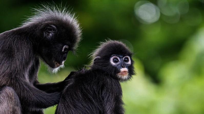 Two dusky langurs that the Langur Project Penang has named Kim, left, and Sunny engage in grooming at a playground near a residential area in the Tanjung Bungah area of George Town on Malaysia’s Penang Island. Image by Mohd Rasfan/AFP.