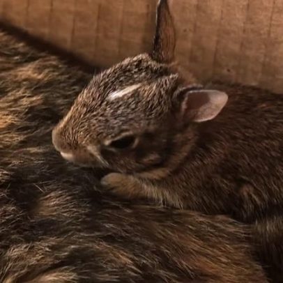 Gata resgatada adota filhote de coelho nos EUA surpreende família