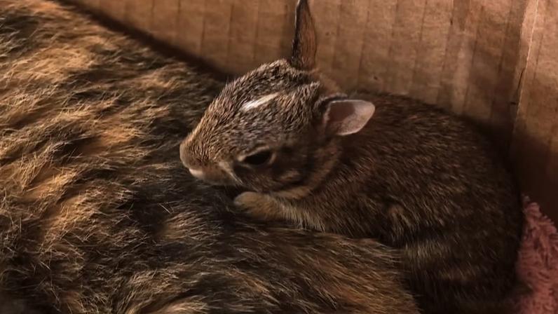 Gata resgatada adota filhote de coelho nos EUA surpreende família