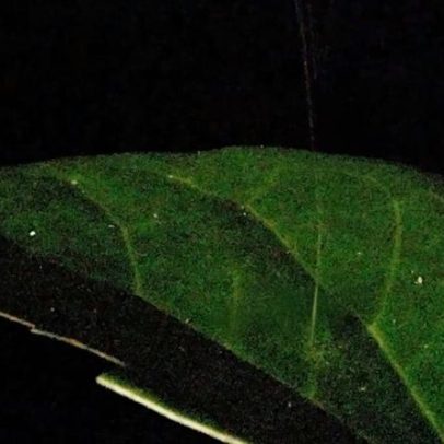 Aranha usa catapulta de seda para lançar formigas na armadilha
