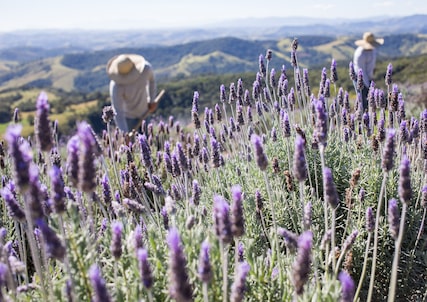 Lavandário tem mais de 40 mil pés de lavanda plantados e é um dos principais cartões-postais de Cunha (SP). Foto: Tiago Queiroz/Estadão