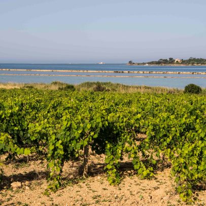 DOC Sicilia: cada garrafa revela a história de uma ilha