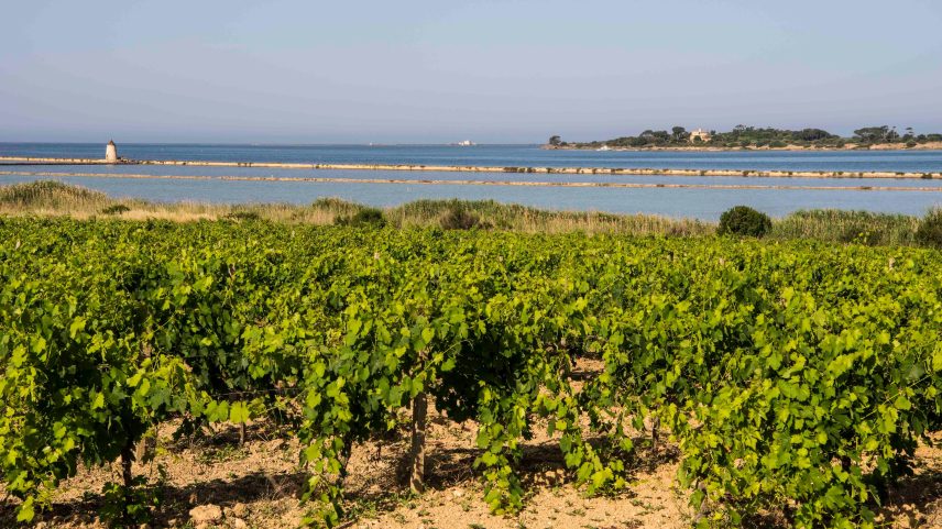 Paisagem de vinhedo na Sicilia