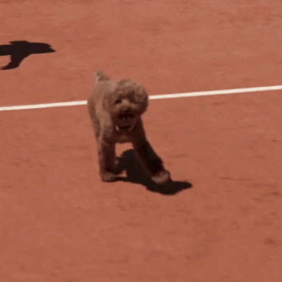 Cães de tenistas acompanham Grand Slams, da arquibancada a massagens