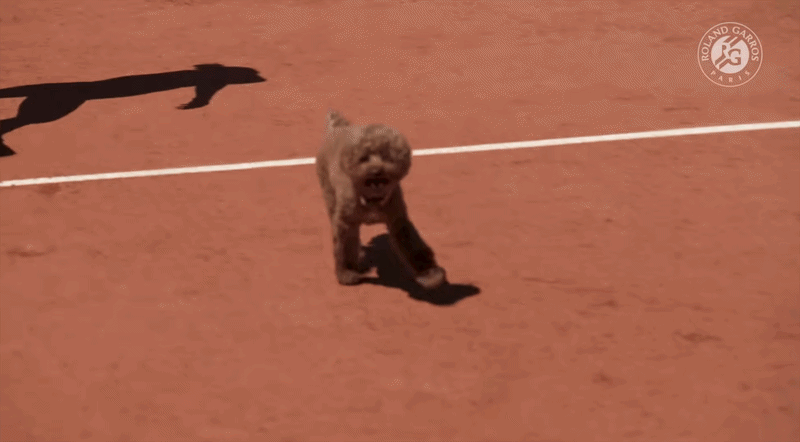 Anastasia Potapova's dog Bula is one of many four-legged stars at Grand Slams.