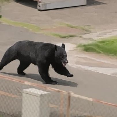 Vídeo mostra urso atacando pessoas no Japão, com quatro feridos