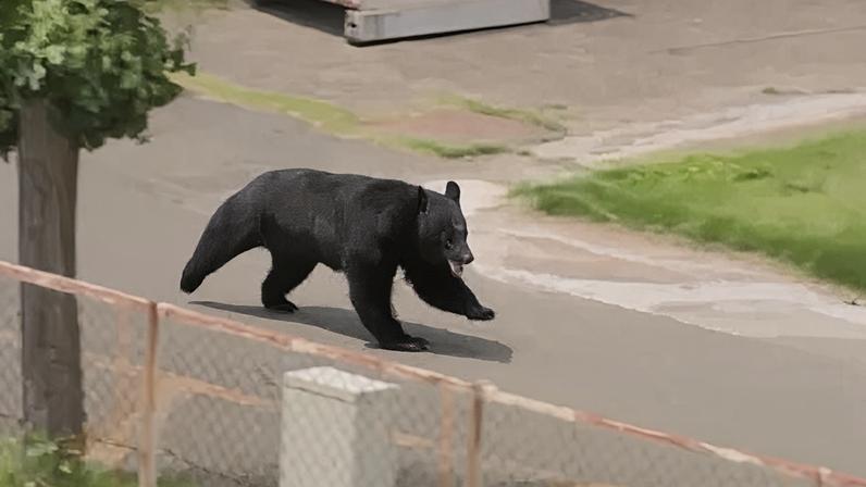 Urso ataca pessoas em Fukushima, no Japão