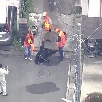 Urso que levou ao fechamento de escolas no Japão é capturado