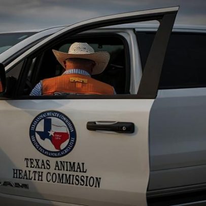 EUA preparam armadilhas para conter mosca com parasita que ataca carne de bovinos