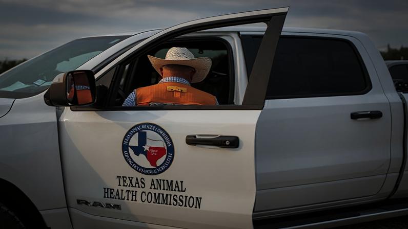 EUA preparam armadilhas para conter mosca com parasita que ataca carne de bovinos