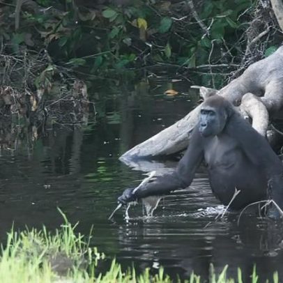 Flagrante na floresta muda o que se sabe sobre a inteligência dos macacos