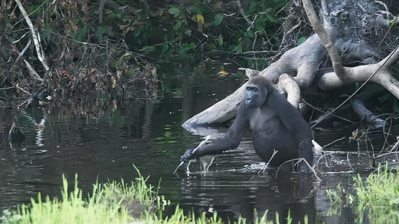 Gorila avaliou o terreno alagado usando um galho como apoio. (Foto: Breuer et al via PMC)