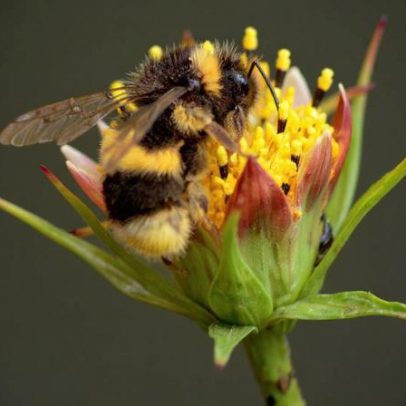Desaparecimento das abelhas poderia provocar impacto devastador no planeta
