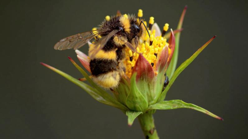 O desaparecimento das abelhas causaria impacto devastador no planeta (Imagem: Getty Images via Canva)