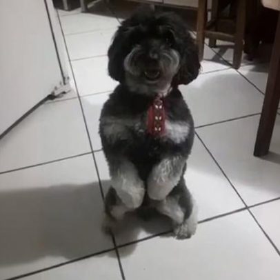 Cão Beethoven rouba a cena com paixão por fígado em Soltando os Bichos