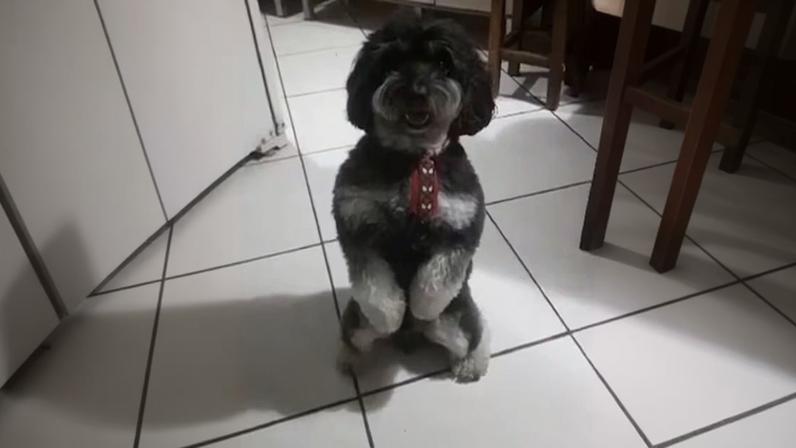 Cachorro preto e branco aparece em pé, apoiado nas patas traseiras, usando coleira com pingente