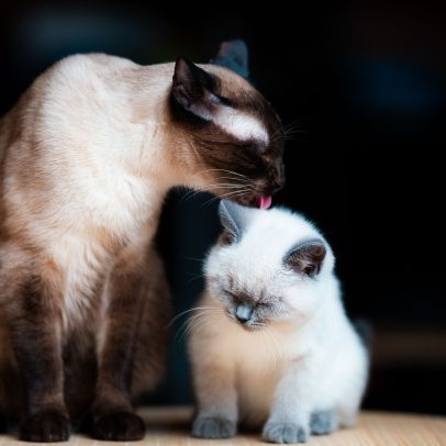 Estudo explica por que gatos se lambem uns aos outros