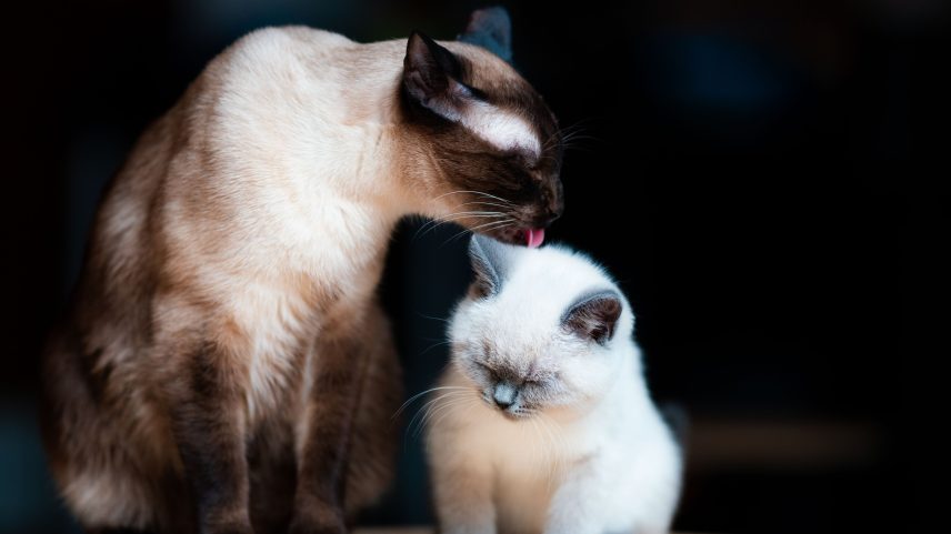 Cientistas acompanharam 53 casas com dois gatos para analisar o hábito