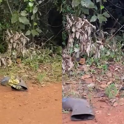 Cobra de 2 metros é encontrada dentro de bota de trabalhador em Minas Gerais
