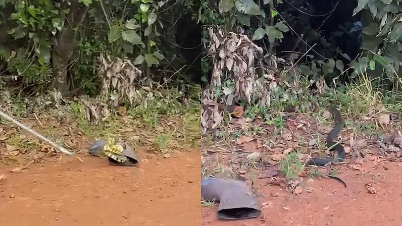 Cobra de 2 metros é encontrada dentro de bota de trabalhador em Minas Gerais