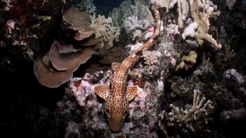 Nova espécie de tubarão descoberta na Papua-Nova Guiné pode andar no fundo