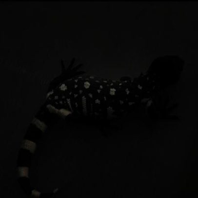 Lagarto-escorpião, ameaçado de extinção, ganha três filhotes na Guatemala