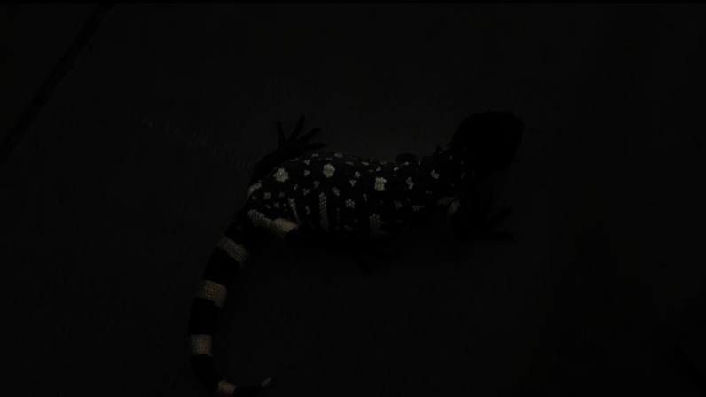 Lagarto sobre uma superfície lisa e clara, possivelmente um piso ou parede pintada. Ele tem corpo escuro com manchas amarelas espalhadas pelo dorso e uma cauda com listras alternadas em preto e amarelo.