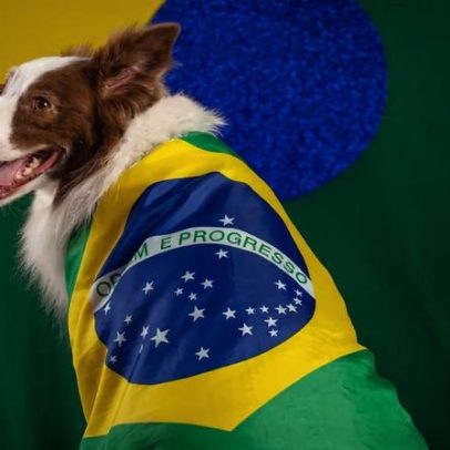 Dicas para proteger pets durante as comemorações da Copa do Mundo