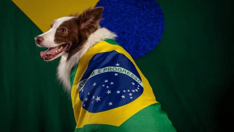 Dicas para proteger pets durante as comemorações da Copa do Mundo